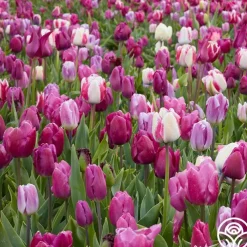 All Season Purple Mix