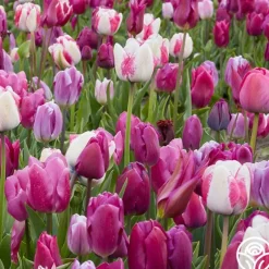 All Season Purple Mix