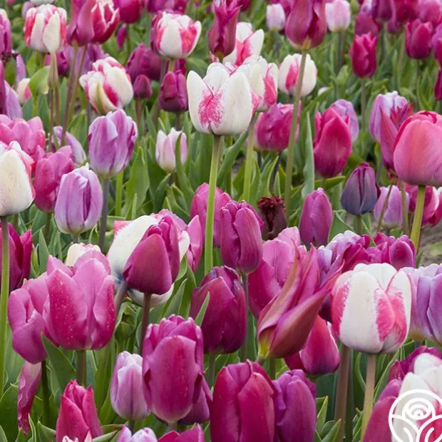 All Season Purple Mix