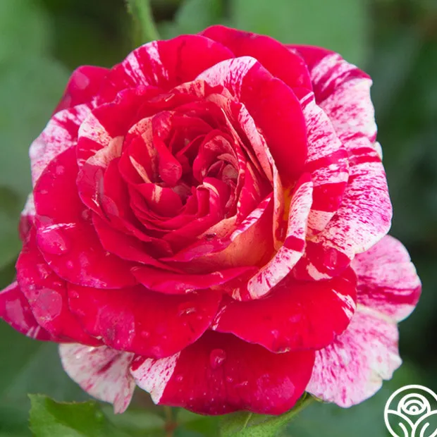 All-American Magic™