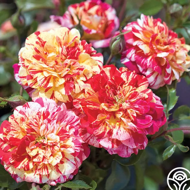 All-American Magic™