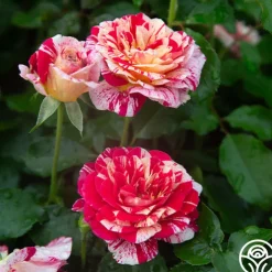 All-American Magic™