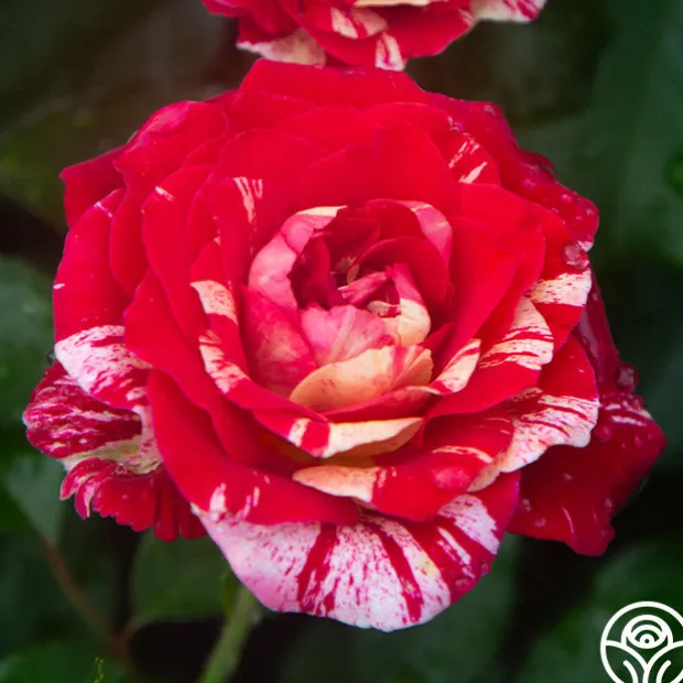 All-American Magic™