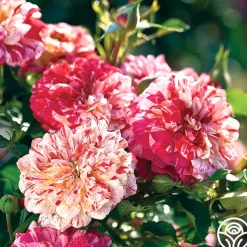 All-American Magic™