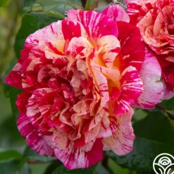 All-American Magic™