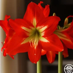 Amaryllis Bulbs
