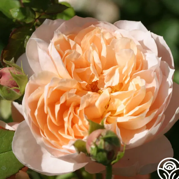 Ambridge Rose®
