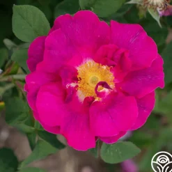 Apothecary's Rose