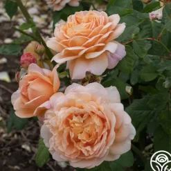 Apricot Impressionist™