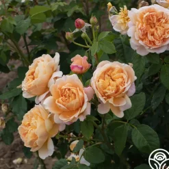 Apricot Impressionist™