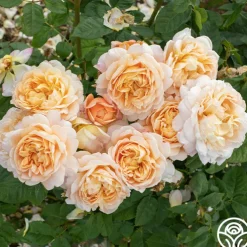 Apricot Impressionist™