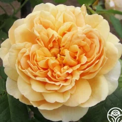 Apricot Impressionist™