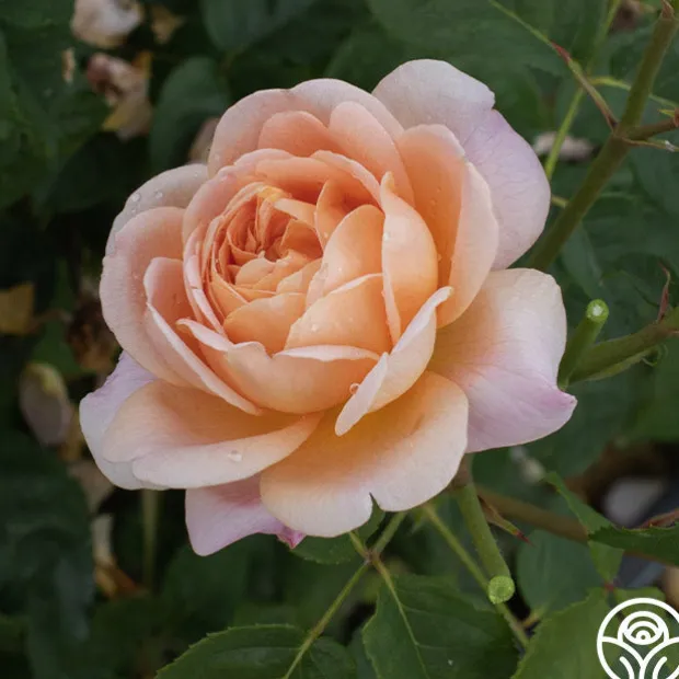 Apricot Impressionist™