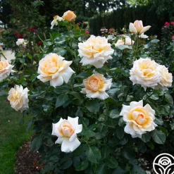 Apricots n' Cream™