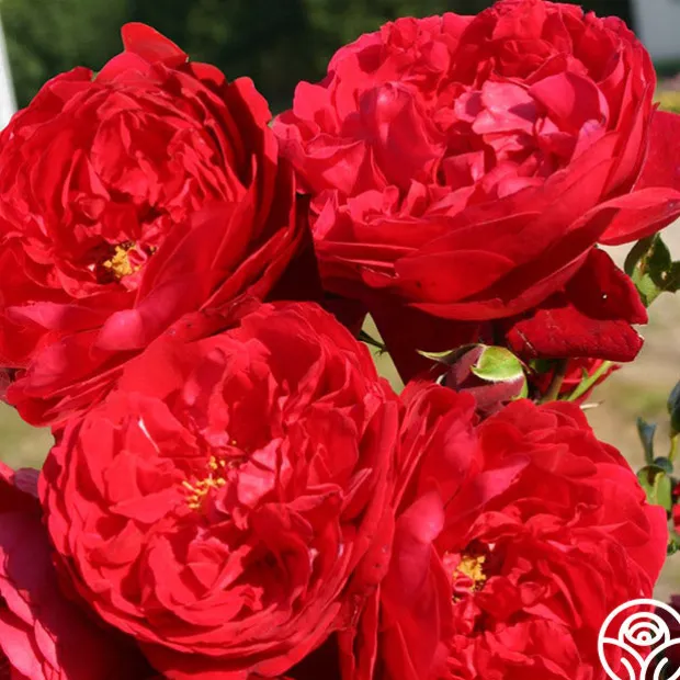 Arborose® Florentina