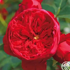 Arborose® Florentina