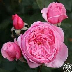 Arborose® Kiss Me Kate