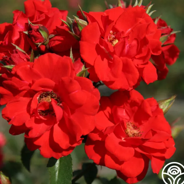 Arborose® Orange Flare™