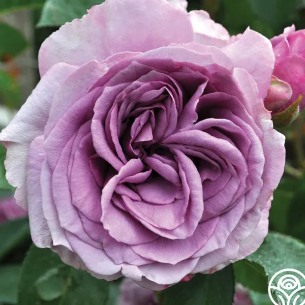 Arborose® Quicksilver