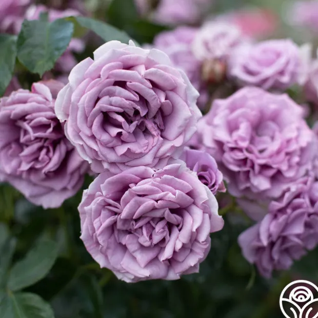 Arborose® Quicksilver