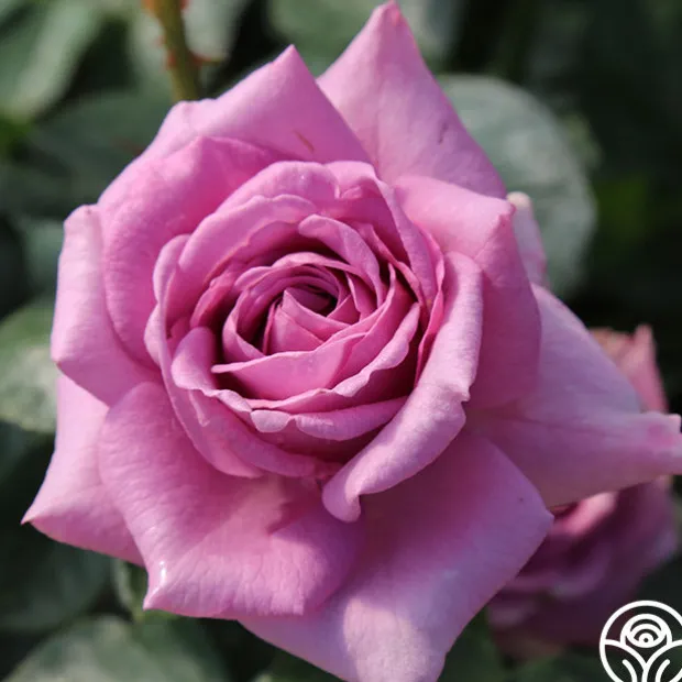 Arborose® Quicksilver