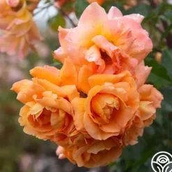 Arborose® Tangerine Skies