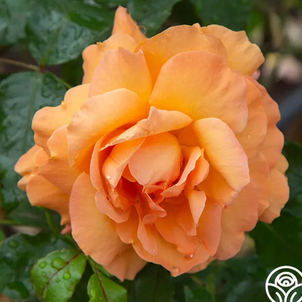 Arborose® Tangerine Skies