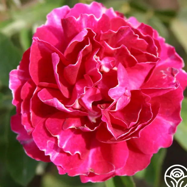 Baron Girod de L'Ain