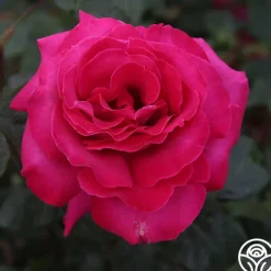 Baronne E. de Rothschild®