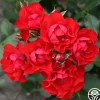 Black Forest Rose®
