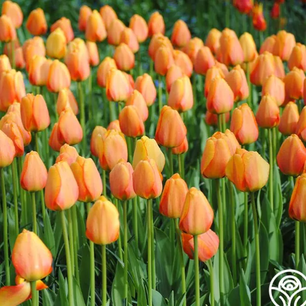 Blushing Apeldoorn ®