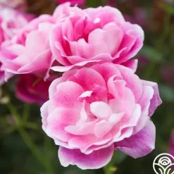 Brilliant Pink Iceberg