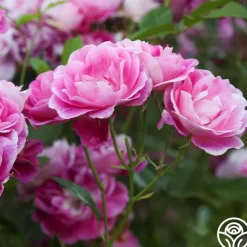 Brilliant Pink Iceberg