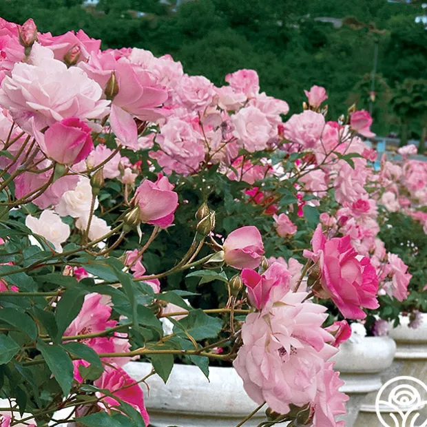 Brilliant Pink Iceberg