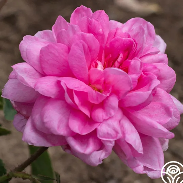 Cabbage Rose
