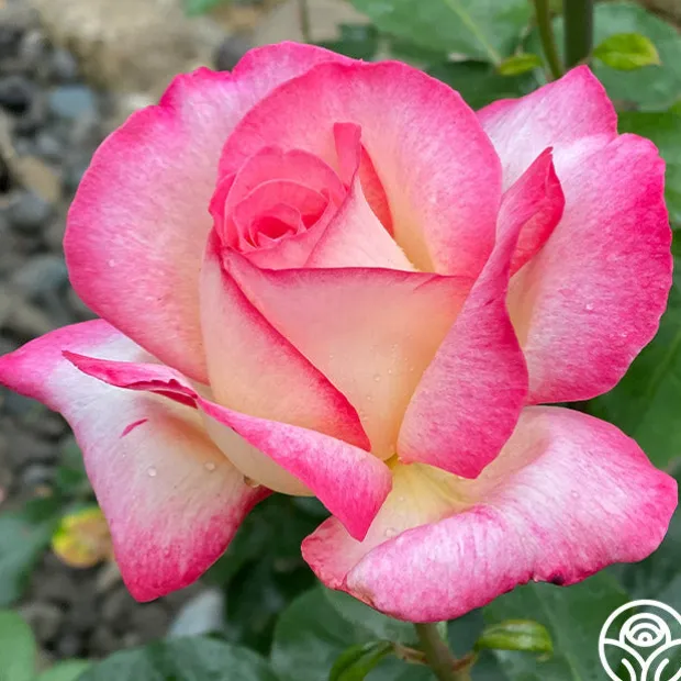 California Dreamin'™