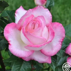 California Dreamin'™