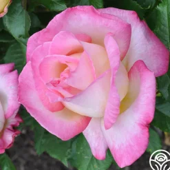 California Dreamin'™