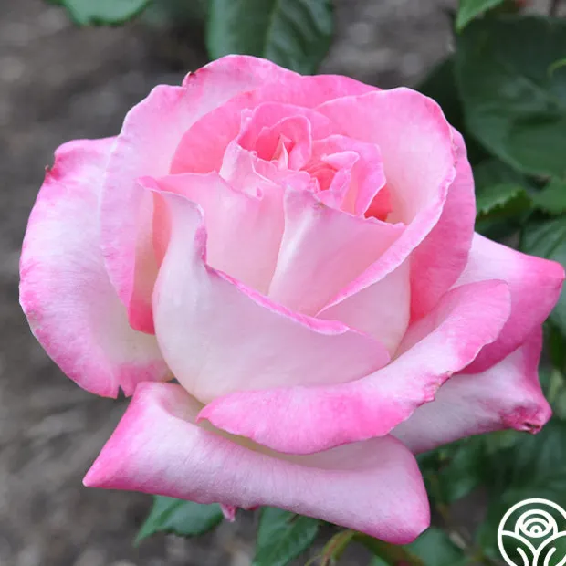 California Dreamin'™