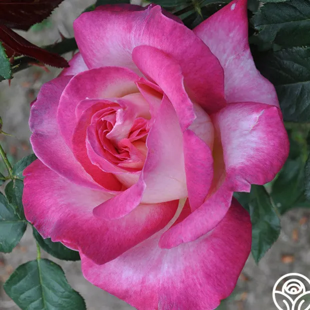 California Dreamin'™