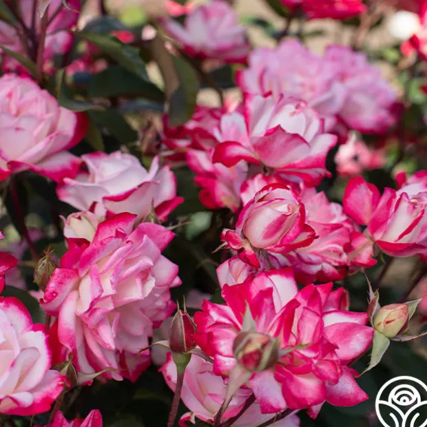 Candy Cane Cocktail™