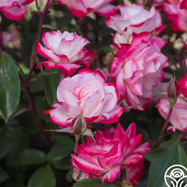 Candy Cane Cocktail™