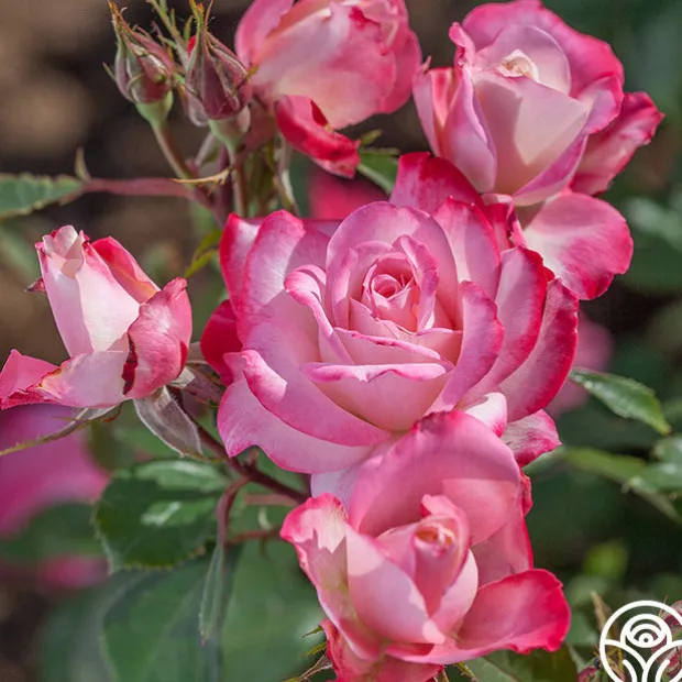 Candy Cane Cocktail™