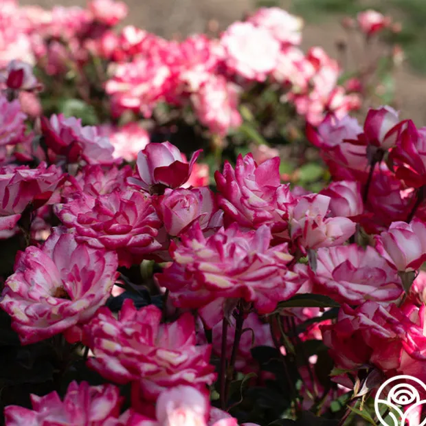 Candy Cane Cocktail™