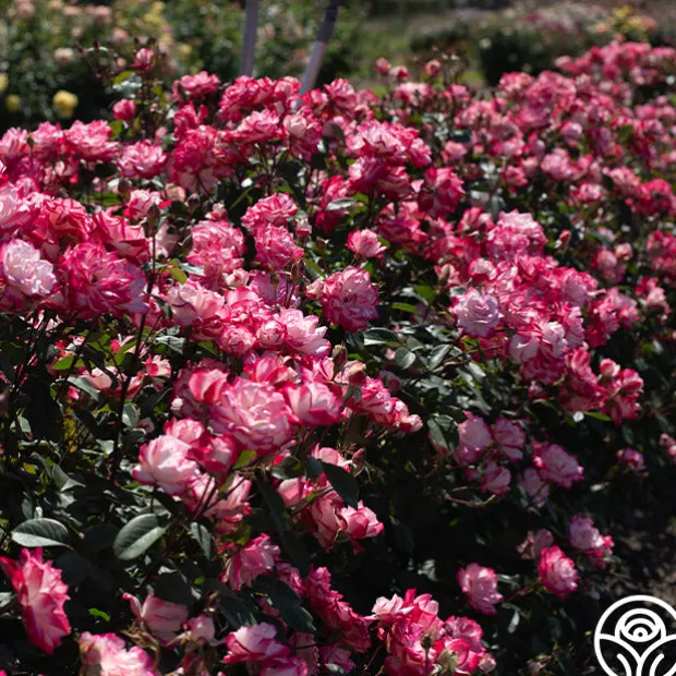 Candy Cane Cocktail™