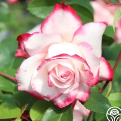 Candy Cane Cocktail™