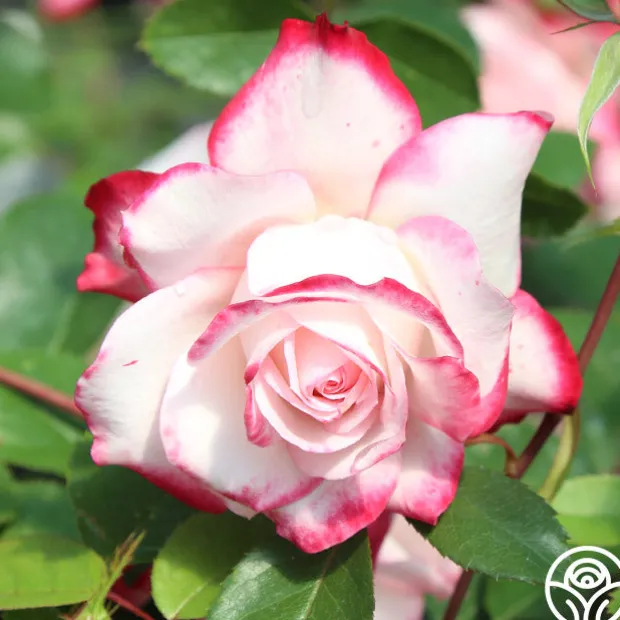 Candy Cane Cocktail™