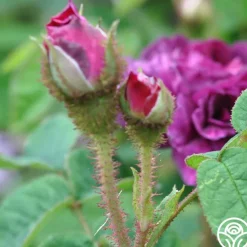 Capitaine John Ingram