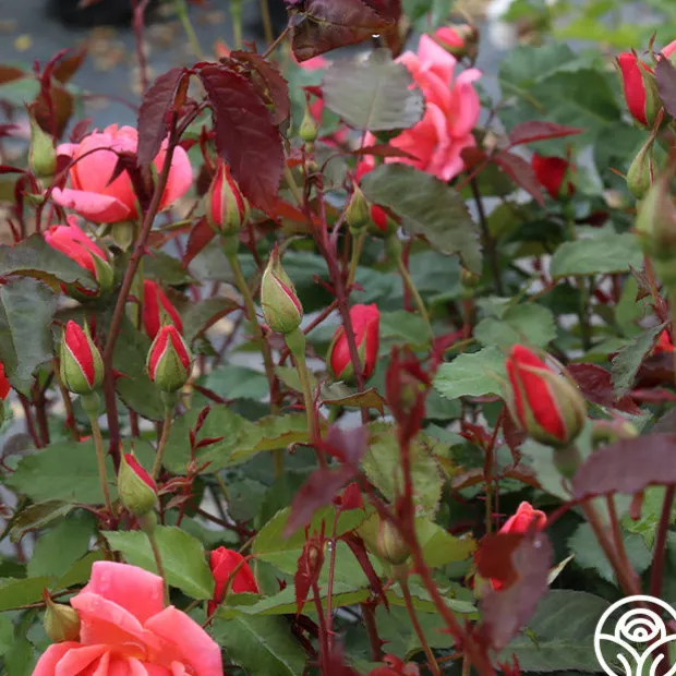 Carefree Celebration