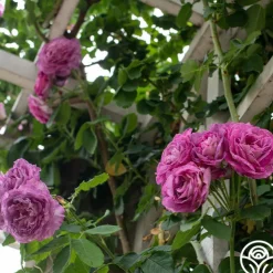 CL Lavender Crush™